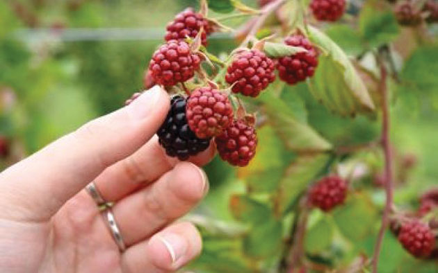 Portughezii caută culegători  de zmeură la Satu Mare