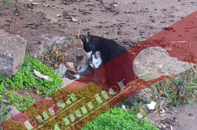 Sub asediul pisicilor