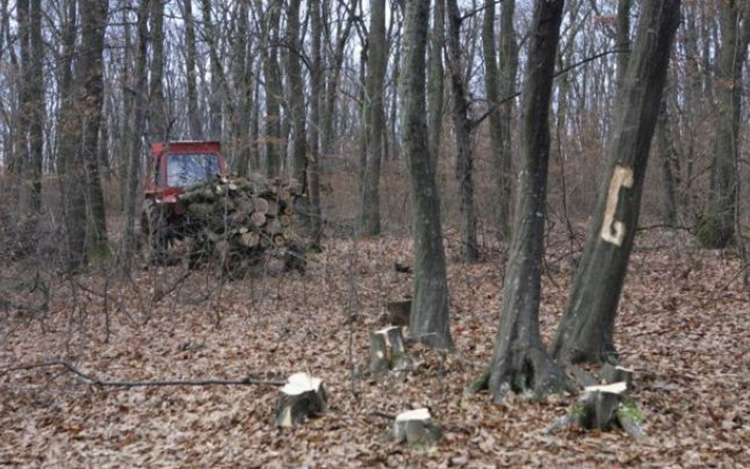 BANDELE de HOŢI fac LEGEA în păduri. Pădurarii sunt ameninţaţi cu MOARTEA
