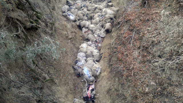 SADISM. Un cioban a OMORÂT ZECI de OI la marginea Sătmarului