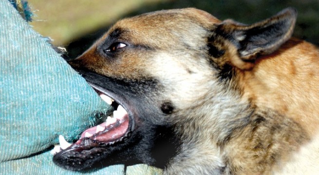 SFÂŞIAT de un CÂINE. Un alt SĂTMĂREAN  a ajuns la URGENŢE după ce a fost MUŞCAT  de un cal