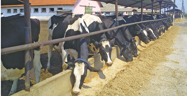 Fermierii din zona Careiului, în prag de faliment