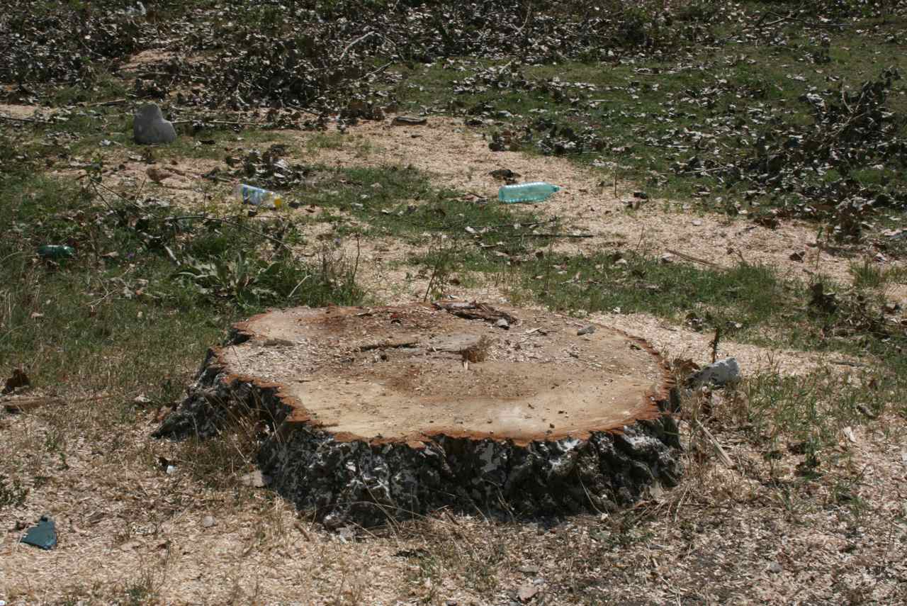 soseaua cernica caldararu plopi taiati septembrie 2010 - 01