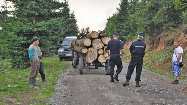 Hoţi de lemne, surprinşi în  flagrant de jandarmi