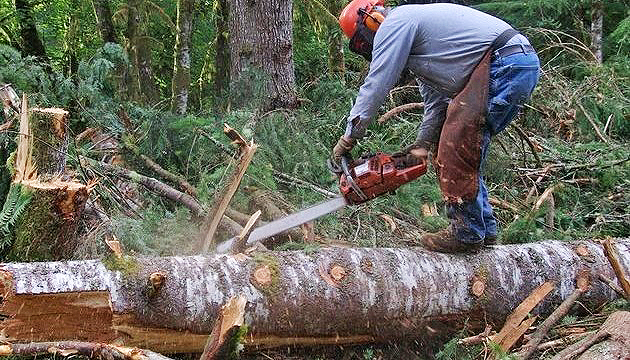 Bandele de hoţi fac legea în păduri