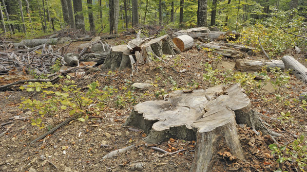 Scandal monstru pe pădurile din Tarna Mare
