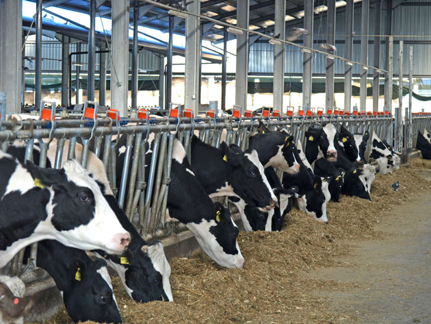 Bombă ecologică în judeţ