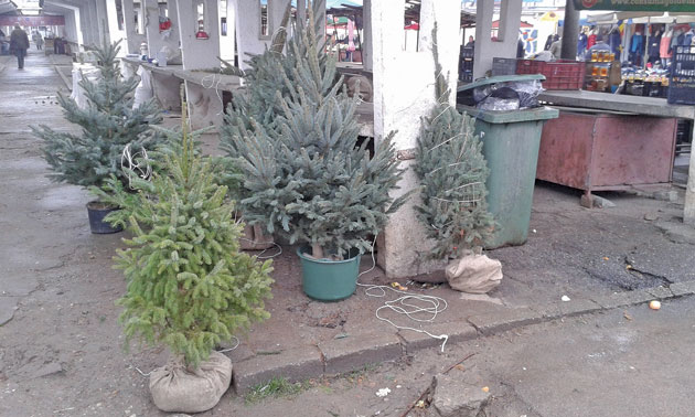 Au apărut primii brazi în pieţe