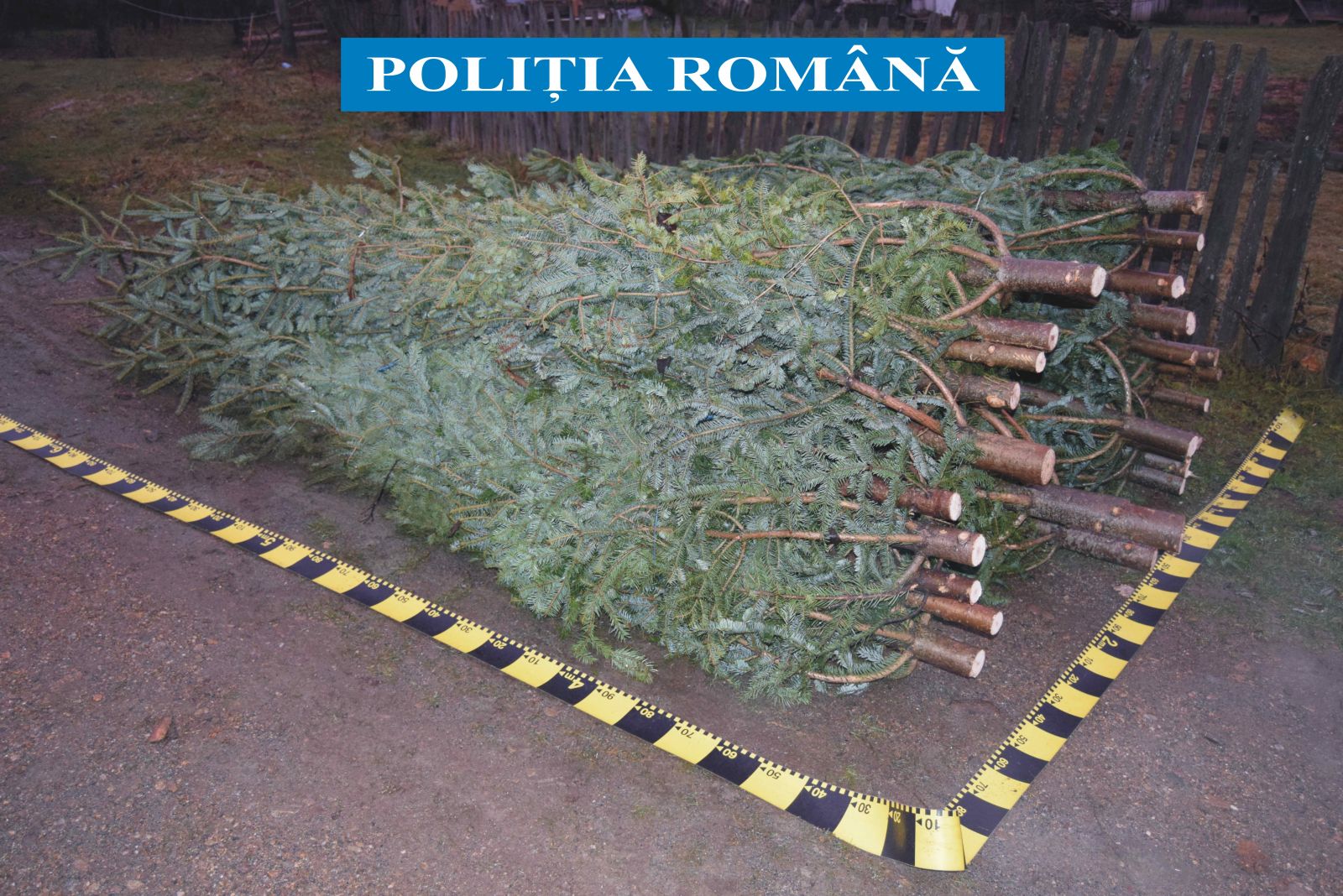 Zeci de COMERCIANŢI AMENDAŢI şi SUTE de BRAZI CONFISCAŢI