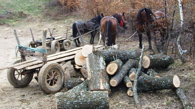 Iarna îi scoate din case pe hoţii de lemne