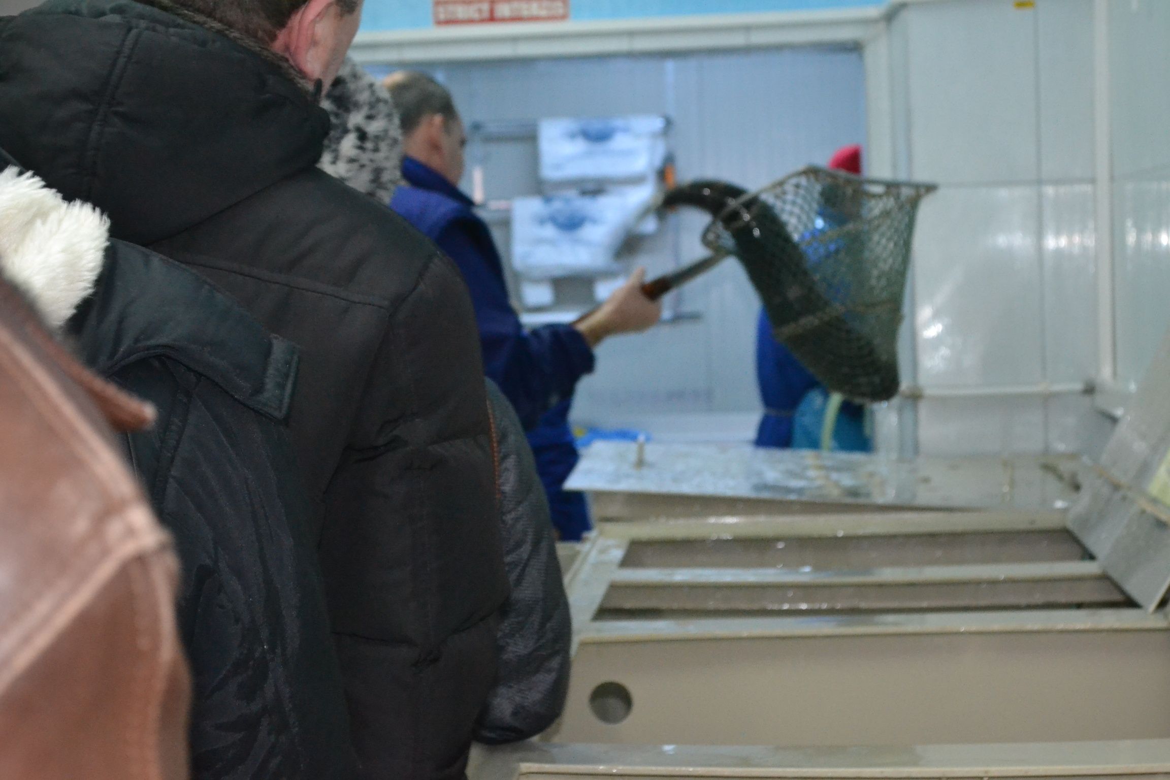 Goana NEBUNĂ după PEŞTE. SĂTMĂRENII  stau la COZI infernale pentru a-şi CUMPĂRA peşte de REVELION