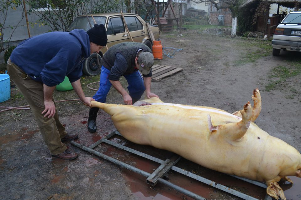 MAMUT SACRIFICAT la ODOREU. Vezi AICI câte KILOGRAME a avut ANIMALUL