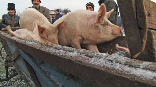 Porcii de sacrificat, mai scumpi la coteţ decât în târg