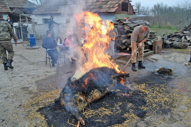 Peste 5.500 de porci, sacrificaţi de Crăciun în judeţ