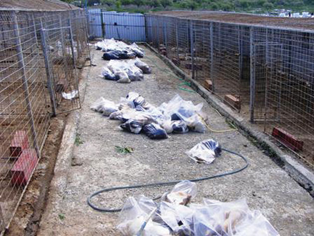 Peste 30 de saci cu organe de porci, descoperiţi  la Bolda