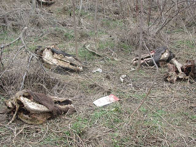 BOMBĂ ECOLOGICĂ în judeţ. VEZI  ce au GĂSIT inspectorii DSVSA la SER