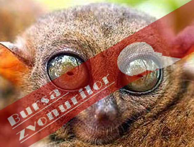 Flora şi fauna (ne)descoperite