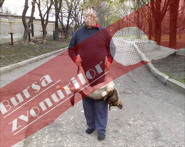 Atenţie când vă mor  animalele