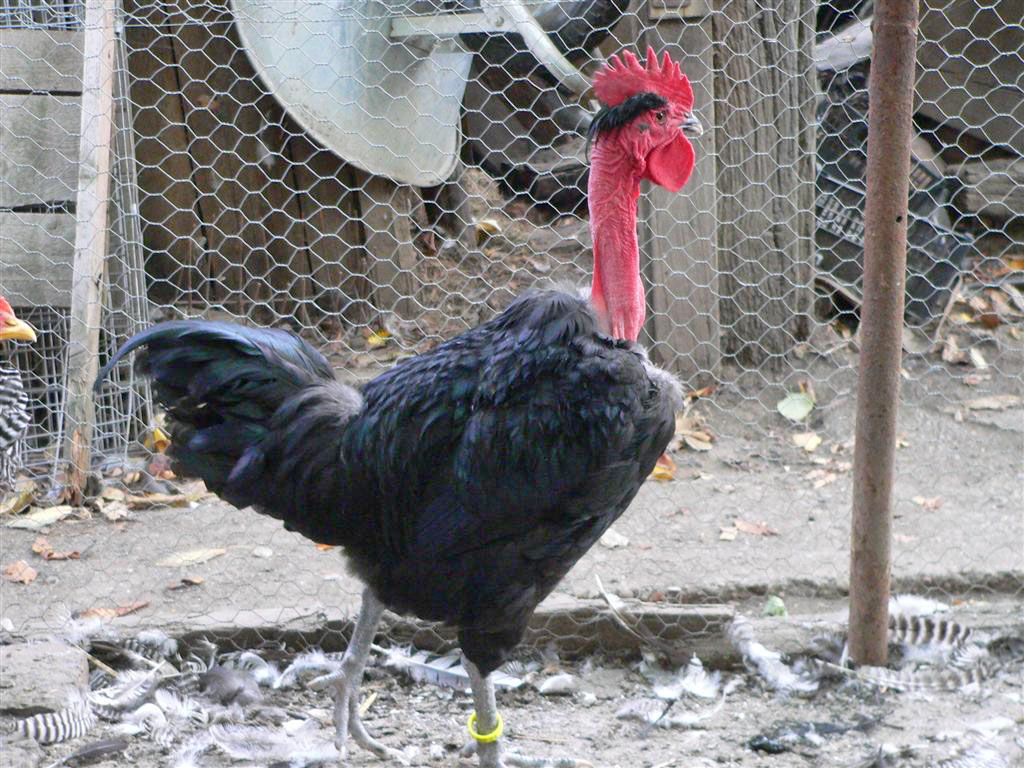 Sătmărenii luptă pentru salvarea raselor autohtone de păsări