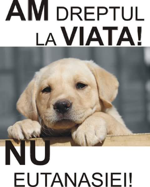 PROTEST împotriva MALTRATĂRII animalelor, la SATU MARE. Vezi UNDE şi CÂND va avea loc