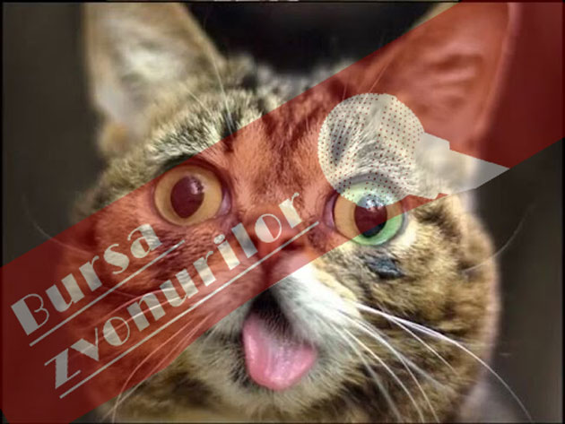 Un nou tip de invazie  maidaneză