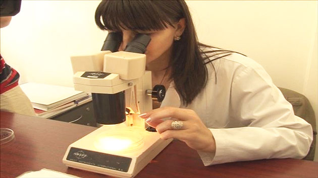 Noi focare de trichineloză  la Moftinu Mare şi Odoreu