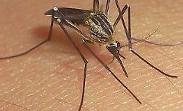 Femeie însărcinată din Spania, diagnosticată cu virusul Zika