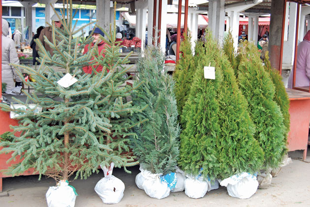 Ou – Iepuraş – Brad