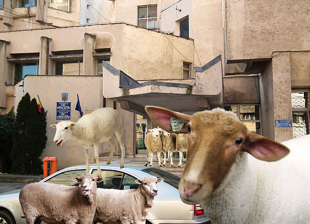 200 de oi la Primărie