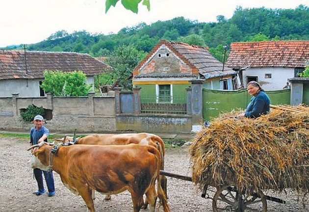 Sătmărenii, invitaţi să adopte un ţăran