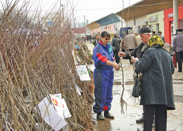 Martie, luna plantării pomilor fructiferi