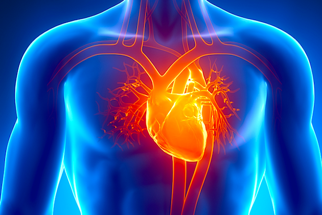 „Inimile de laborator”, noua speranţă în lumea transplanturilor