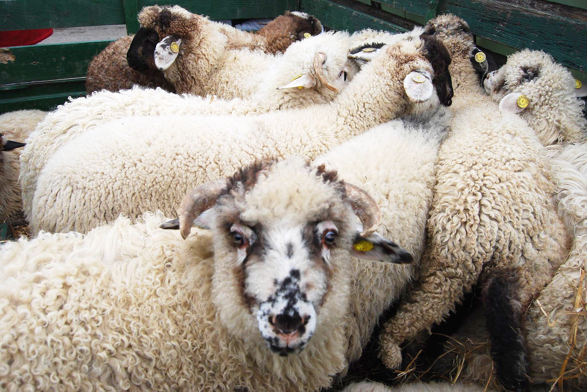 Tăcerea mieilor doar la Ócska Shopping Center