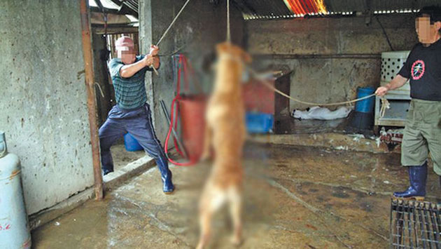 Dosare penale pentru cruzime față de animale