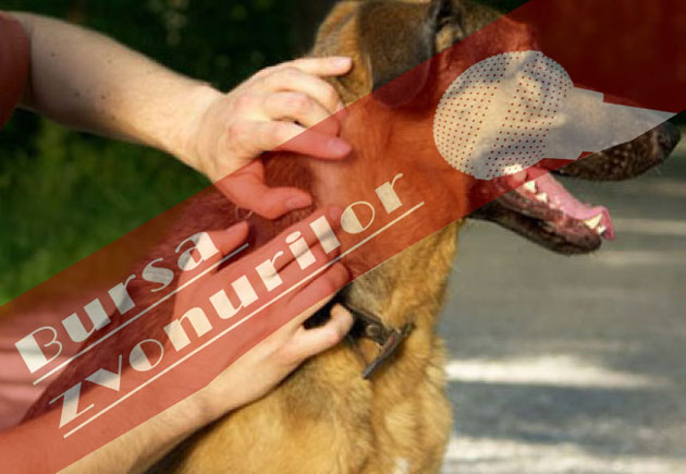 Spălaţi, coafaţi, parfumaţi…căpuşaţi