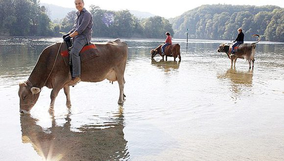 Culmea turismului! Oamenii dau 3.000 de euro să călărească vaca!