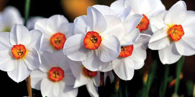 Sunt foarte frumoase, dar au şi proprietăţi vindecătoare