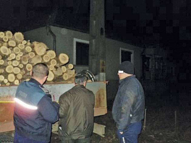 Peste 35 de mc de lemn FURAT, CONFISCAT  de polișiștii sătmăreni