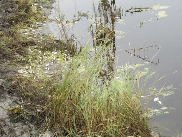 Mor peștii  în mai multe bălți din județ