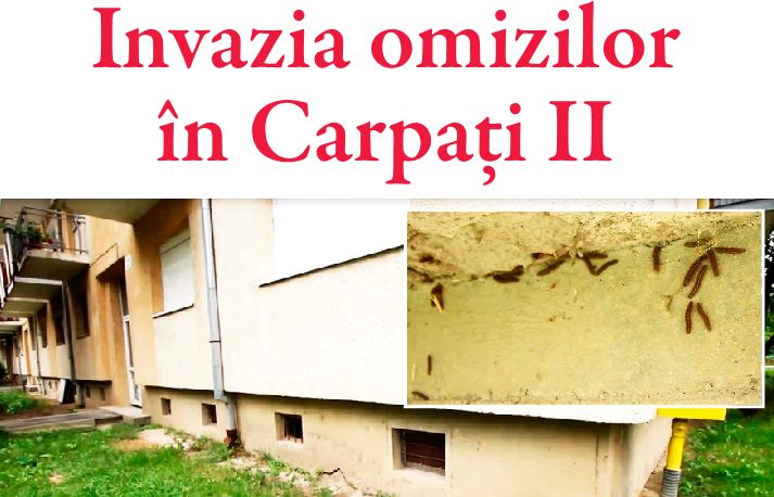 Invazia omizilor, în Carpaţi 2