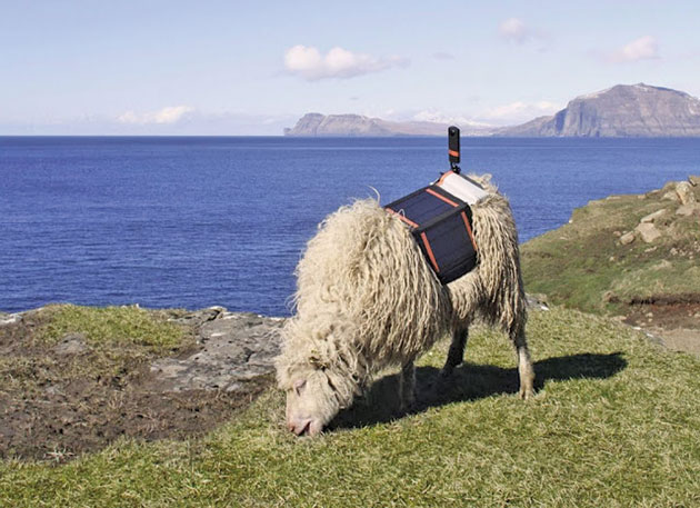 Locuitorii insulelor Feroe au montat camere 360 pe oile lor