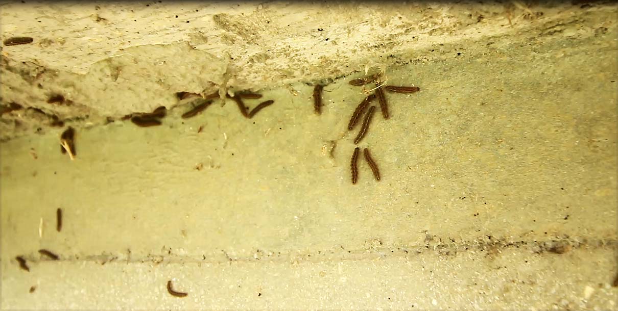 Primarul răspunde prompt la doleanţele sătmărenilor!