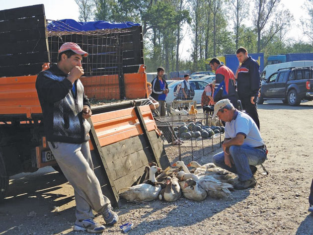 Târgurile de animale rămân închise