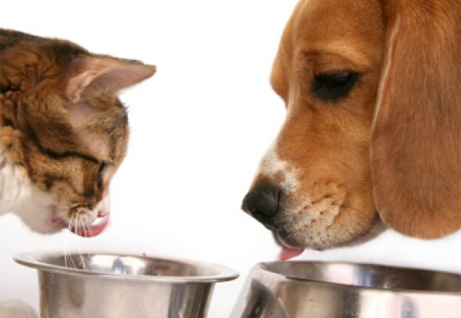 Pleci în vacanță? Asigură-te că animalul tău rămâne în siguranță