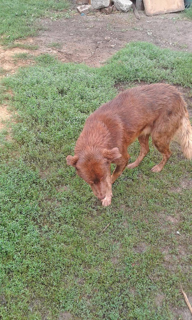 Câine salvat dintr-o fântână