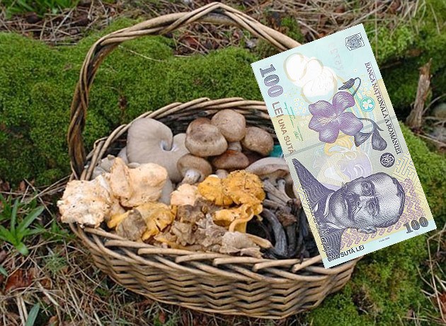 Ciuperci otrăvite sau bani falşi?