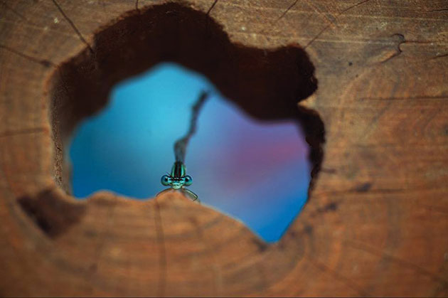 Un oșan în lumea libelulelor