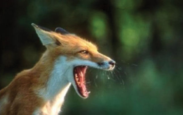 Caz de rabie depistat la o vulpe din comuna Bătarci