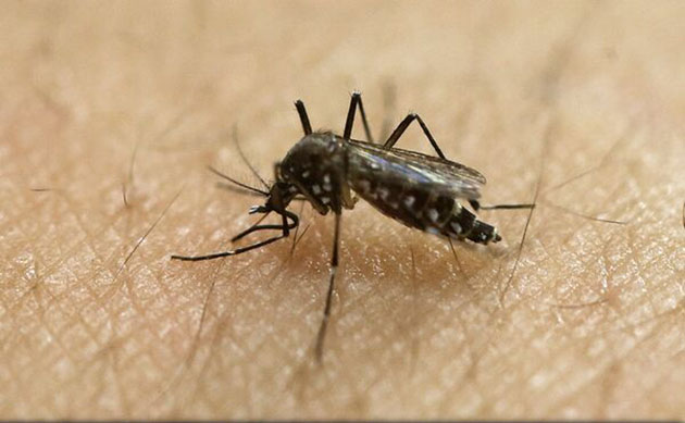 Primele cazuri de infecții locale din SUA au fost înregistrate în Florida