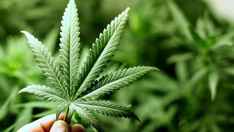 Proprietarii culturii de cannabis, în arest preventiv